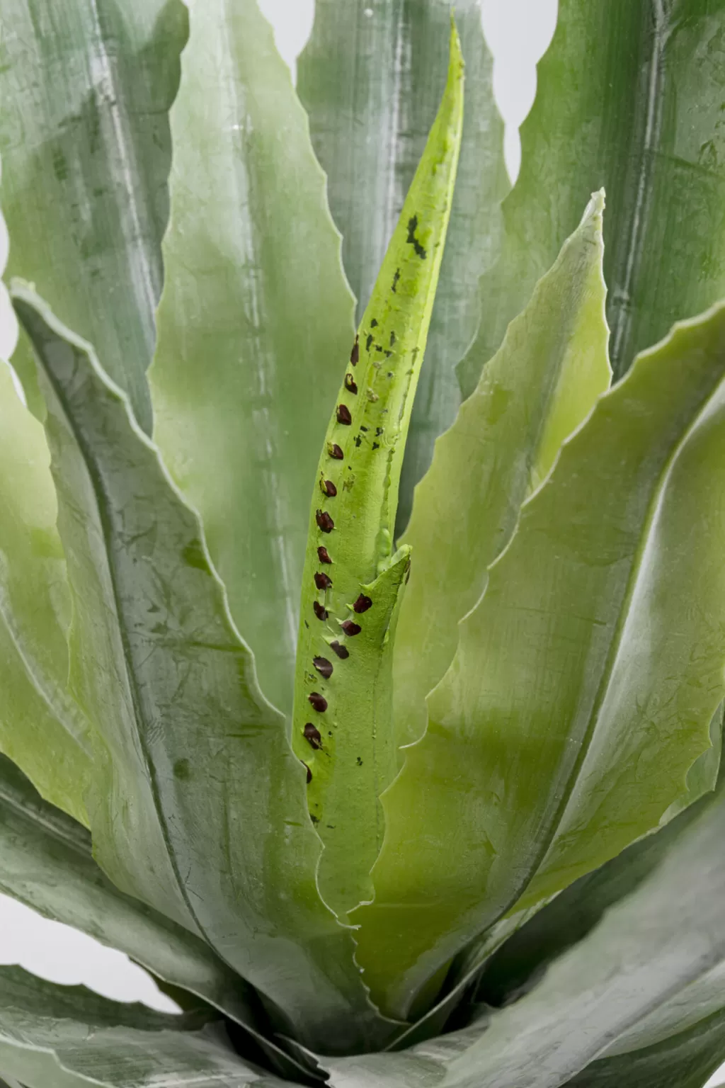 Tekokasvit>KARE Design Agave Tekokasvi 40cm