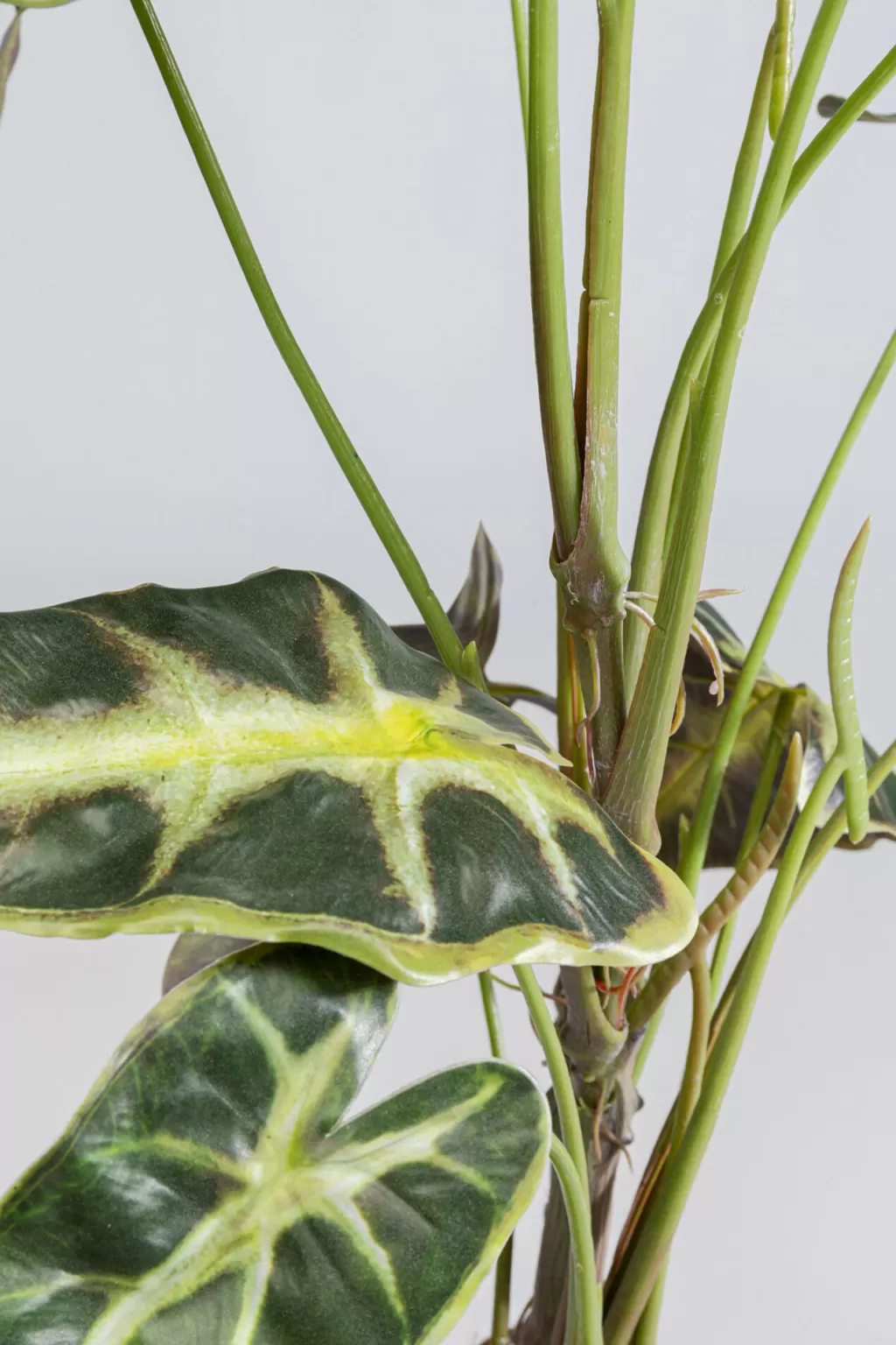 Tekokasvit>KARE Design Alocasia Tekokasvi 80cm