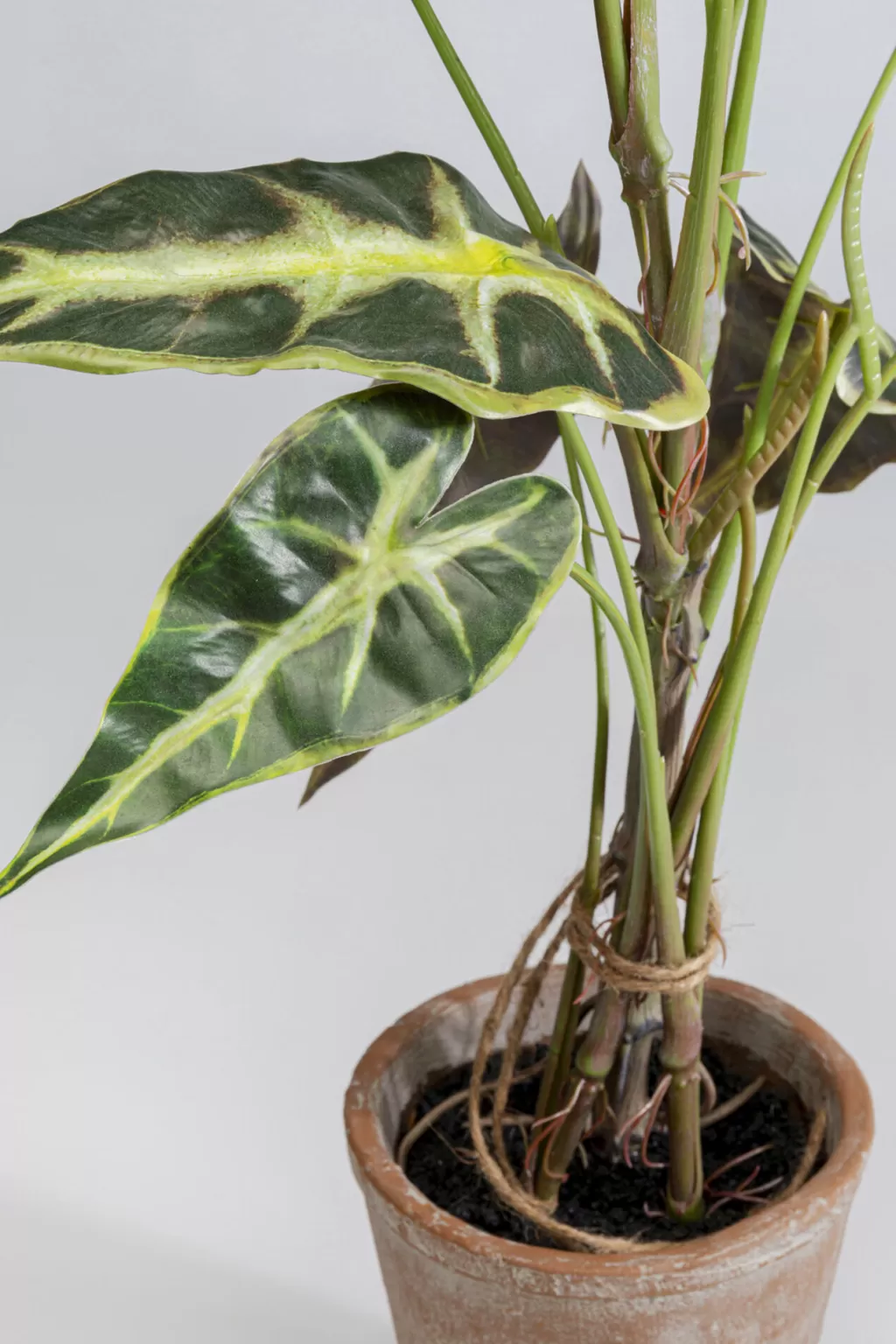 Tekokasvit>KARE Design Alocasia Tekokasvi 80cm