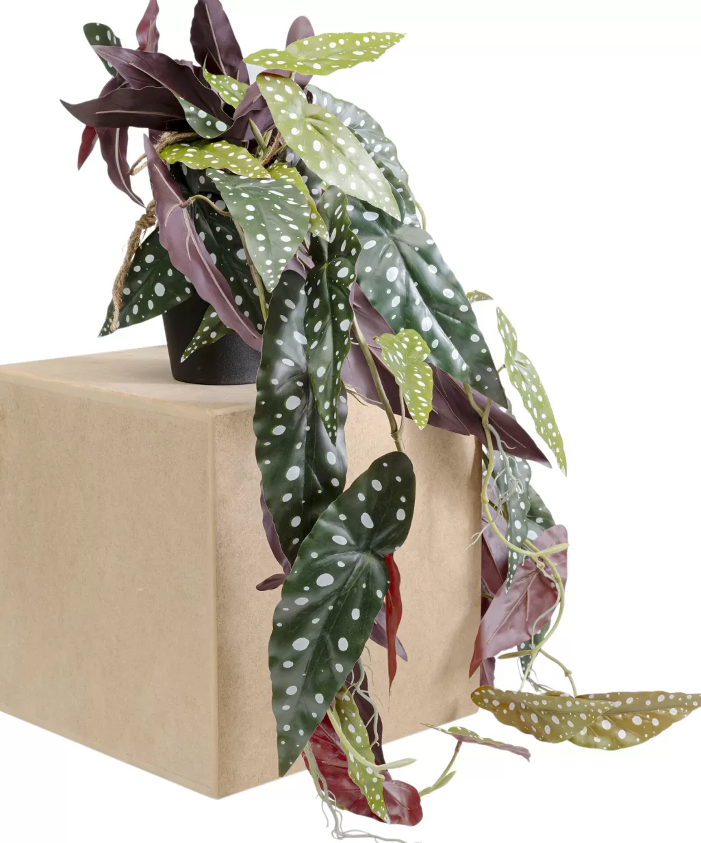 Tekokasvit>KARE Design Begonia Tekokasvi 45cm