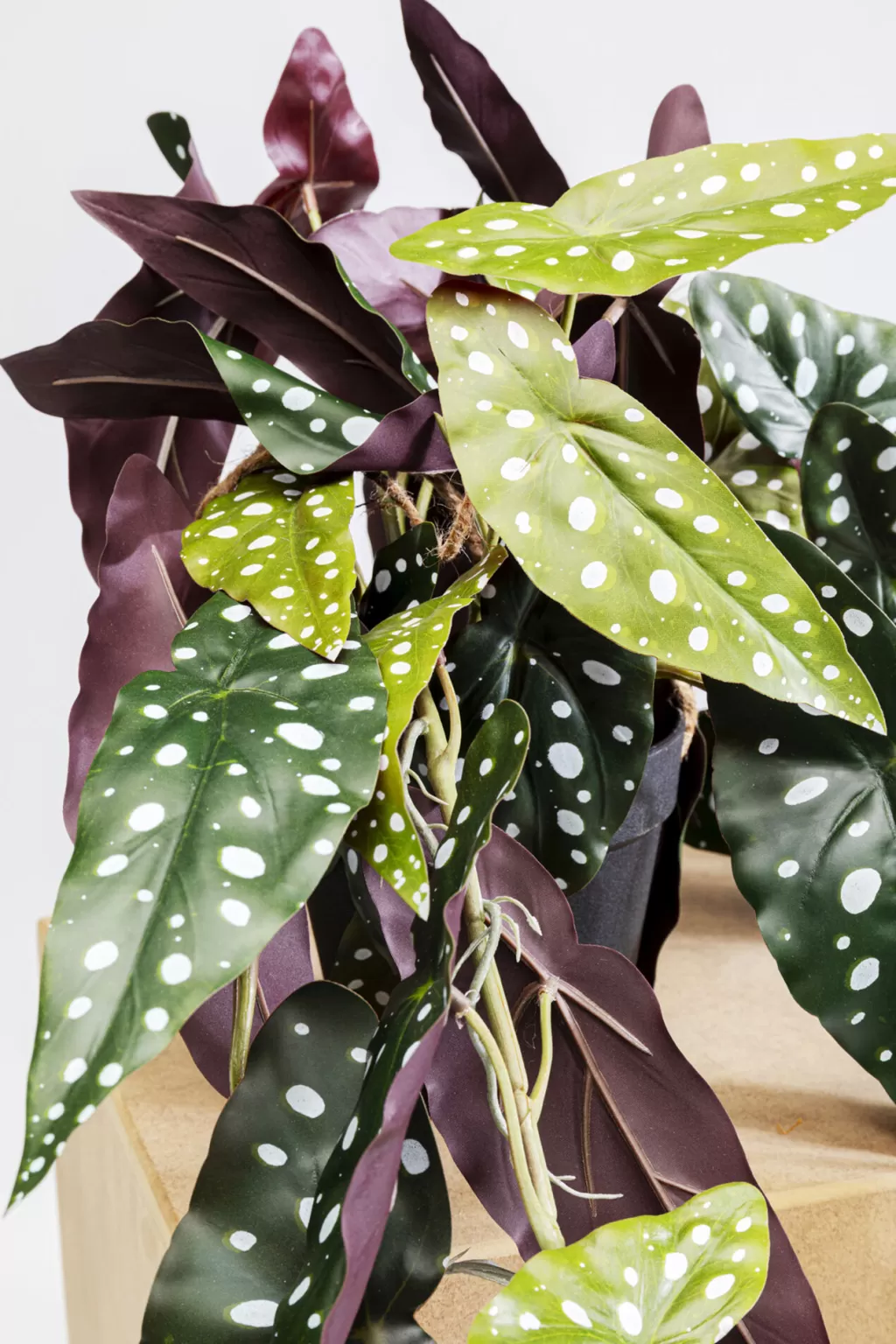 Tekokasvit>KARE Design Begonia Tekokasvi 45cm