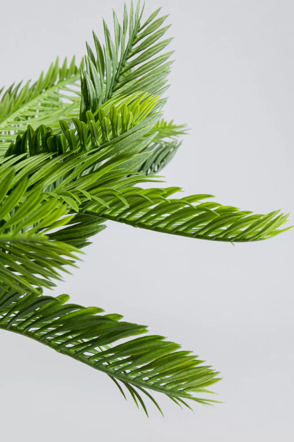 Tekokasvit>KARE Design Cycas Tekokasvi 70cm