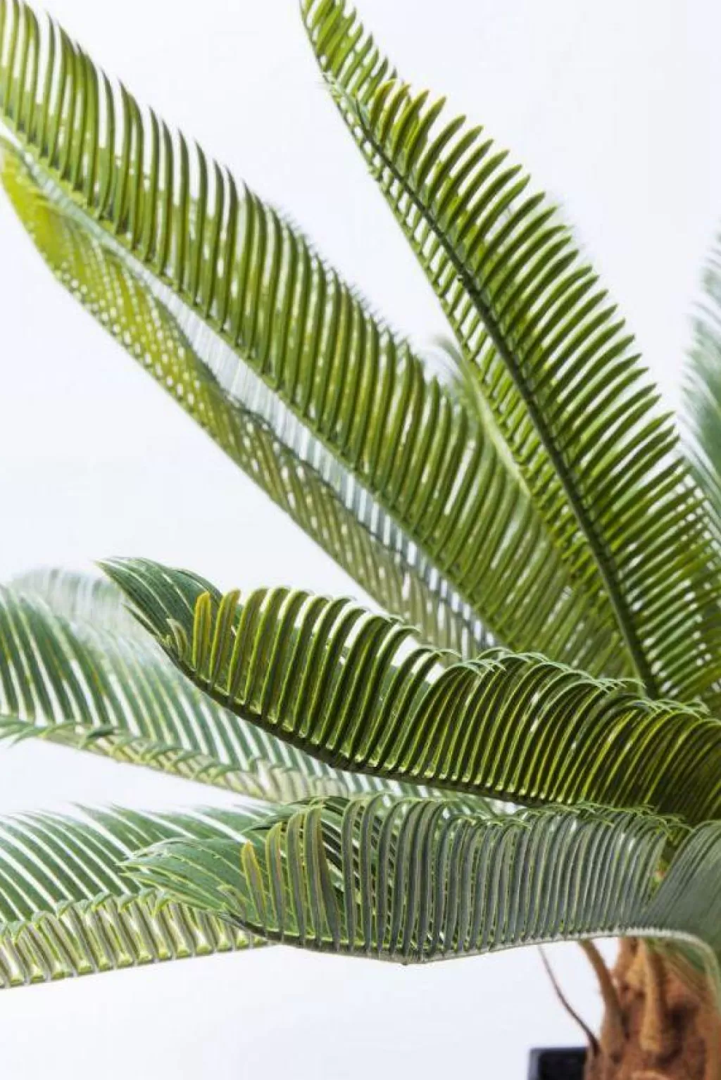Tekokasvit>KARE Design Cycas Tree Tekokasvi 78cm