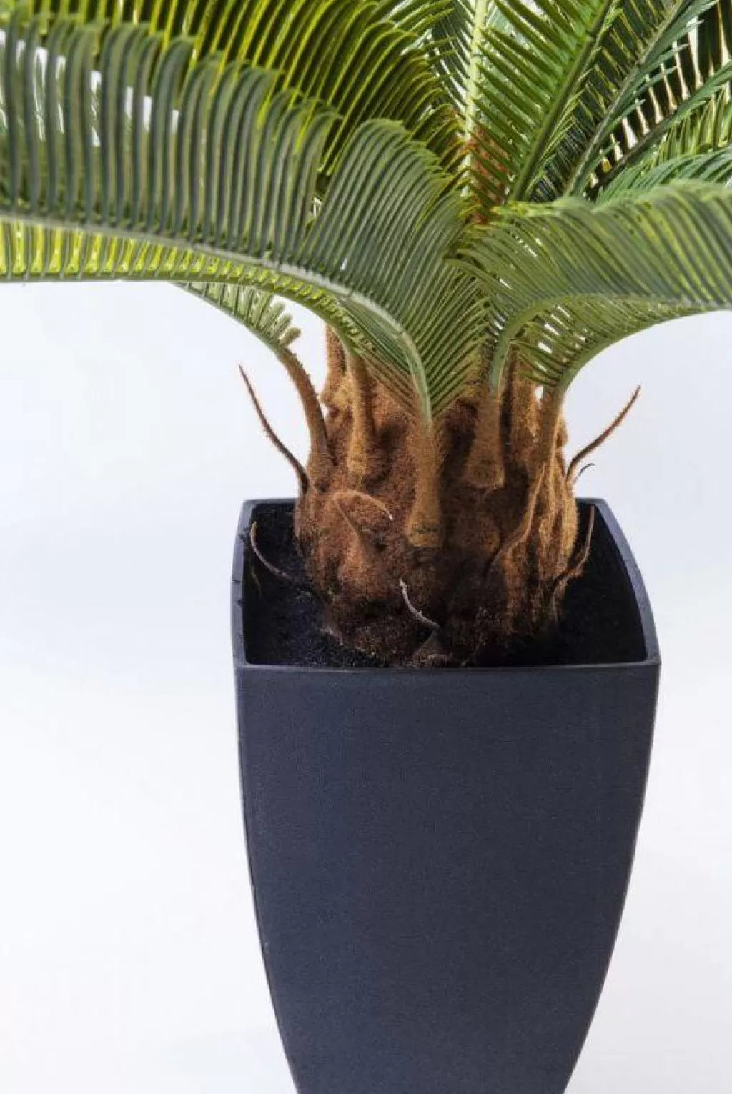 Tekokasvit>KARE Design Cycas Tree Tekokasvi 78cm
